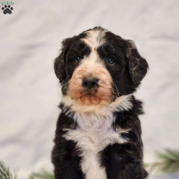 Pepper, Bernedoodle Puppy